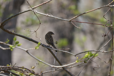 brown county state park
